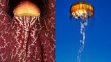 Ähnlichkeit: Kompassqualle und Blüte der Osterluzei