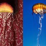 Ähnlichkeit: Kompassqualle und Blüte der Osterluzei