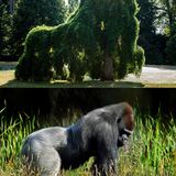 Ähnlichkeit: Gorilla und Baumschnitt