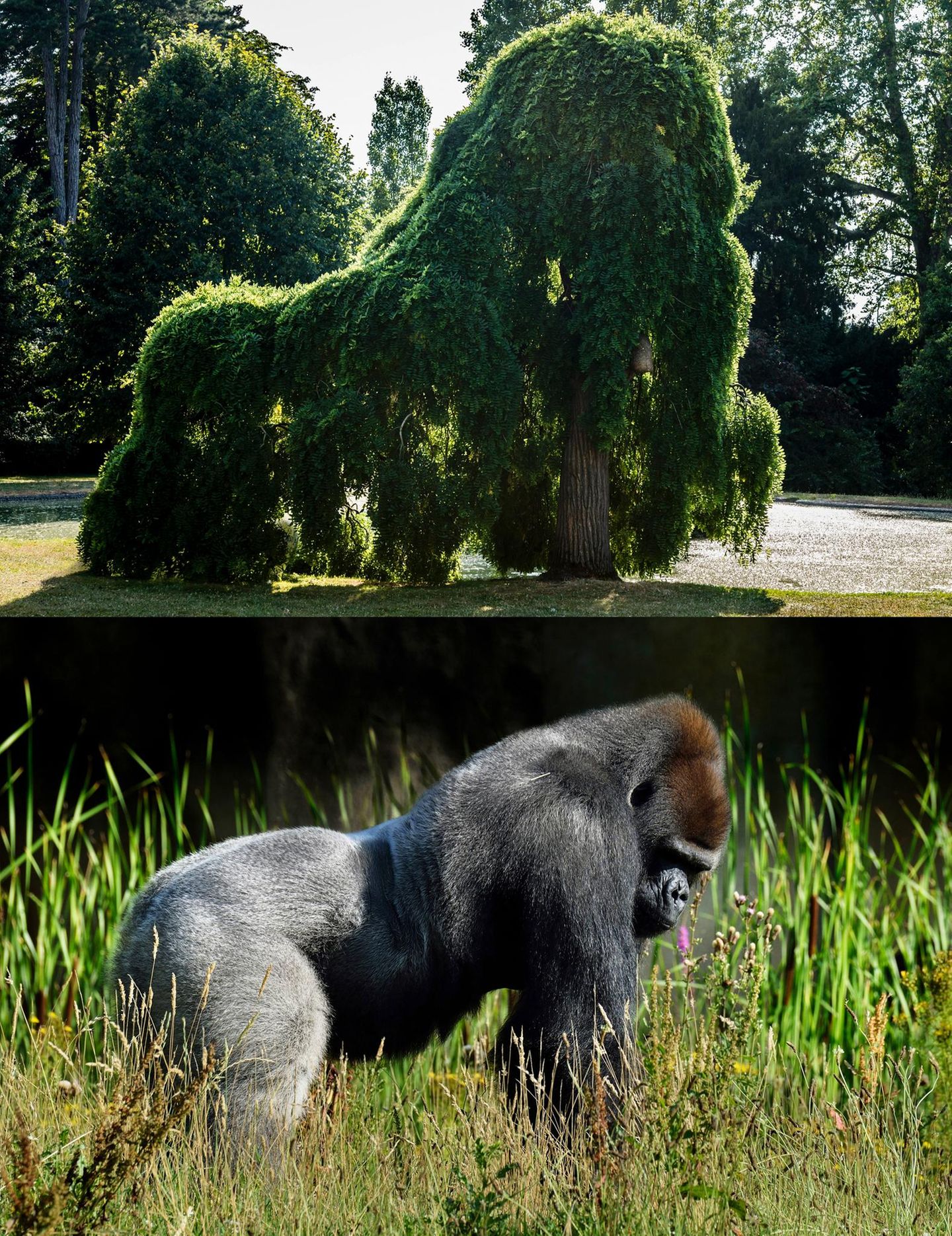 Ähnlichkeit: Gorilla und Baumschnitt