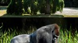 Ähnlichkeit: Gorilla und Baumschnitt