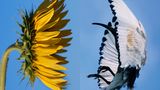 Ähnlichkeit: Sonnenblume und Pharaonenibis im Flug