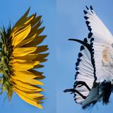 Ähnlichkeit: Sonnenblume und Pharaonenibis im Flug