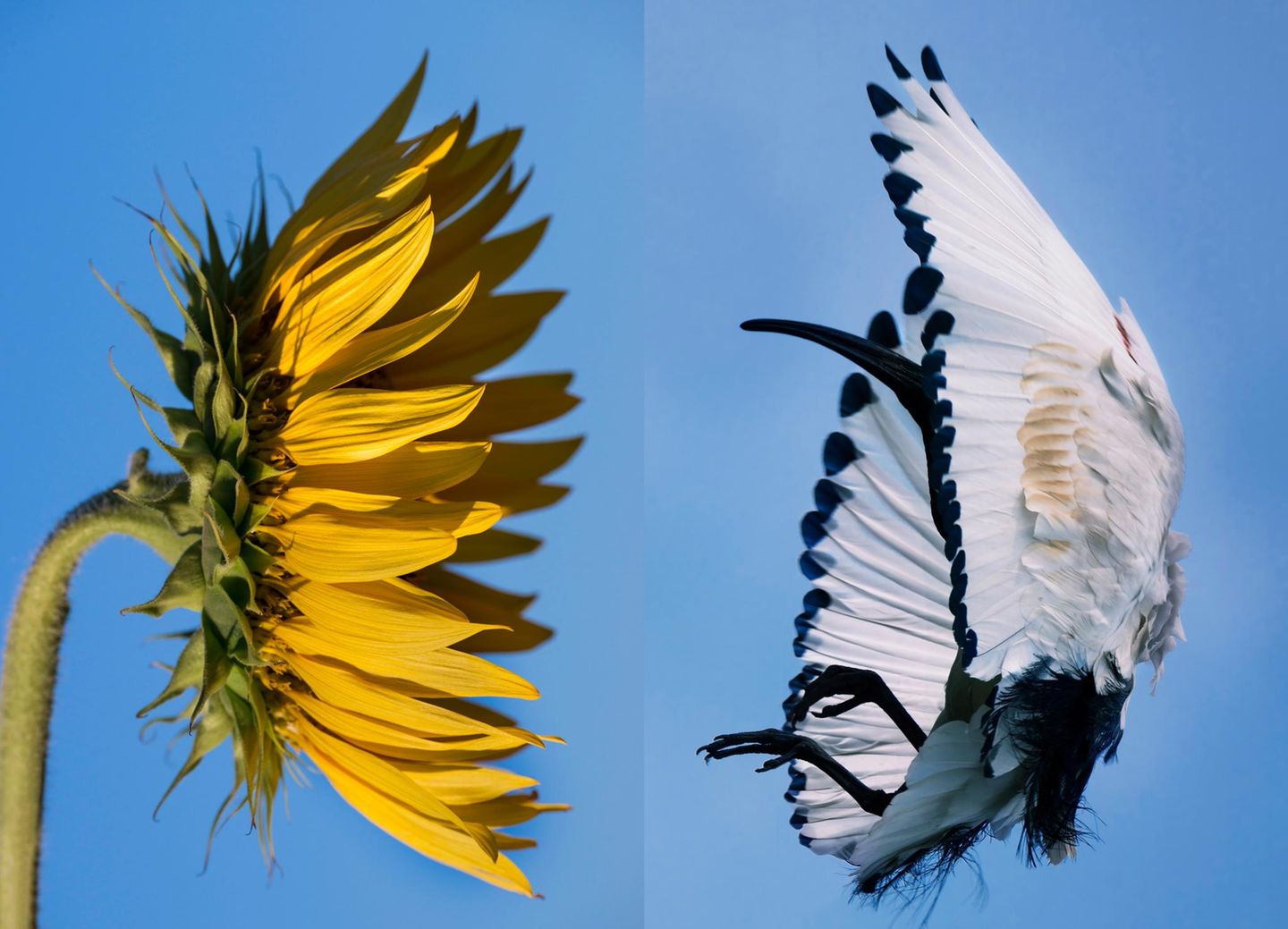 Ähnlichkeit: Sonnenblume und Pharaonenibis im Flug