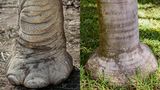 Ähnlichkeit: Elefantenfuss und Basis eines Flaschenbaums