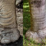 Ähnlichkeit: Elefantenfuss und Basis eines Flaschenbaums