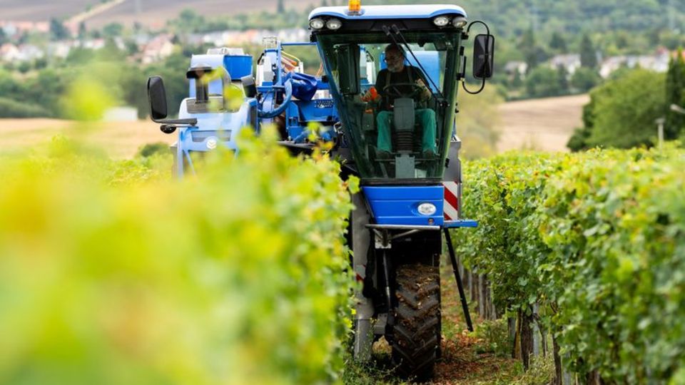 In Thüringen hat die Weinlese begonnen. Foto: Jacob Schröter/dpa