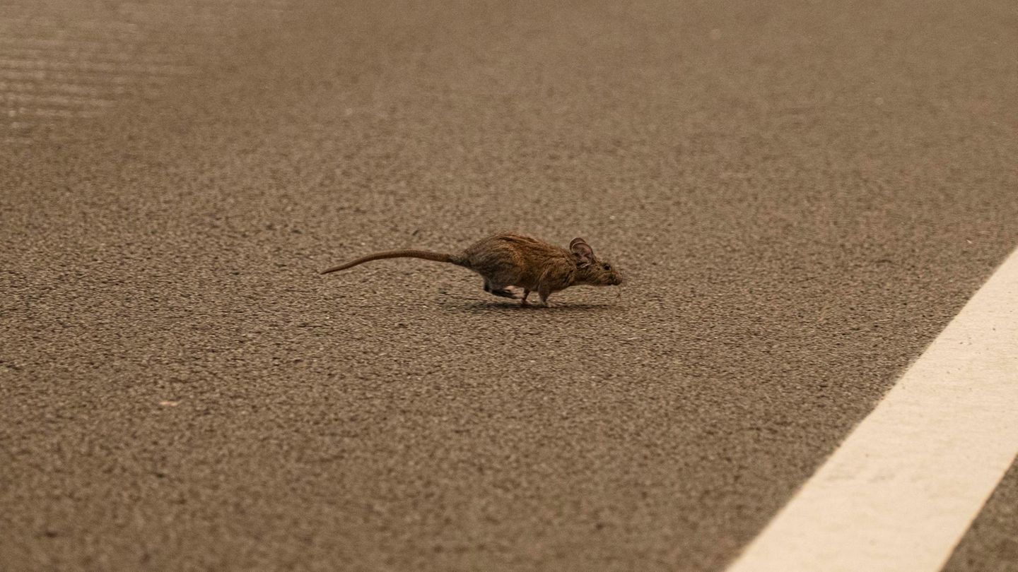 Eine Feldmaus flieht vor den Flammen des Airport Fire. Das ist im Trabuco Canyon ausgebrochen und bahnt sich nun seinen Weg durch Lake Elsinore auf dem Ortega Freeway. Das Feuer ist jetzt 19.000 Hektar groß und hat die Bewohner von Lake Elsinore – und diese Maus – zur Evakuierung gezwungen.
