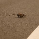 Eine Feldmaus flieht vor den Flammen des Airport Fire. Das ist im Trabuco Canyon ausgebrochen und bahnt sich nun seinen Weg durch Lake Elsinore auf dem Ortega Freeway. Das Feuer ist jetzt 19.000 Hektar groß und hat die Bewohner von Lake Elsinore – und diese Maus – zur Evakuierung gezwungen.