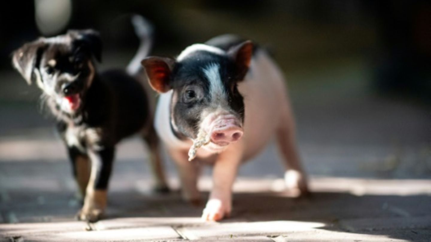 Hund und Schwein