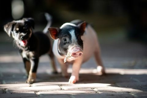 Hund und Schwein