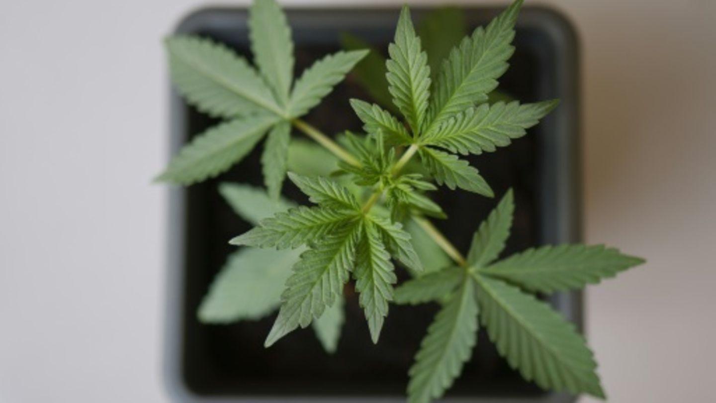 Cannabispflanze