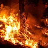 Das Bridge Fire bei Wrightwood frisst sich durch einen Wald. Wegen der schweren Waldbrände in Kalifornien hat Gouverneur Gavin Newsom inzwischen den Ausnahmezustand in der Millionenmetropole Los Angeles und angrenzenden Landkreisen ausgerufen