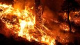 Das Bridge Fire bei Wrightwood frisst sich durch einen Wald. Wegen der schweren Waldbrände in Kalifornien hat Gouverneur Gavin Newsom inzwischen den Ausnahmezustand in der Millionenmetropole Los Angeles und angrenzenden Landkreisen ausgerufen