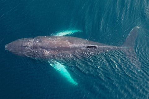 Vier Tage lang befreite die kanadische Behörde einen Buckelwal aus Fischermüll. An der Küste vor British Columbia verfing sich das Tier in den Fangnetzen. Paul Cottrell sagt: "So etwas habe ich noch nie gesehen".