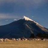 Schafe vor Bergen in Neuseeland