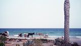 Es war ruhig auf Mallorca, bevor die Touristen kamen. Die Insel war Anfang der 1960er-Jahre das Gegenteil ihres heutigen Ballermann-Klischees. Pauschalurlaube waren kaum vorstellbar. Die Wenigen, die kamen, waren vor allem Kulturinteressierte, besichtigten die Kathedrale von Palma und hofften, ein wenig der bewegten mallorquinischen Kultur zu erleben. Rückgrat der Wirtschaft war damals noch die Landwirtschaft, sie setzte knapp dreimal so viel um wie der Tourismus