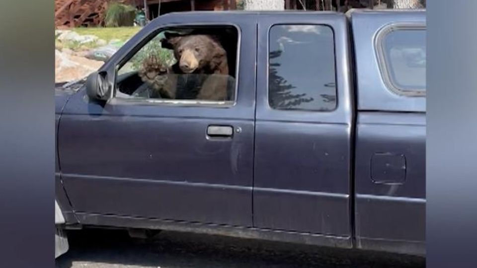 Schwarzbären sind in Kalifornien keine Seltenheit. Als zwei Passanten beim Lake Tahoe an einem parkenden Ford Ranger vorbeifahren, sind sie über diesen Fahrer dennoch verdutzt.