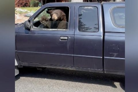 Schwarzbären sind in Kalifornien keine Seltenheit. Als zwei Passanten beim Lake Tahoe an einem parkenden Ford Ranger vorbeifahren, sind sie über diesen Fahrer dennoch verdutzt.