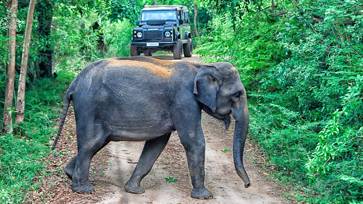 Sri Lanka: Elefant im Yala-Nationalpark