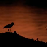 Ein Vogel sitzt auf einem Hügel, während der Hintergrund im Flammenmeer leuchtet