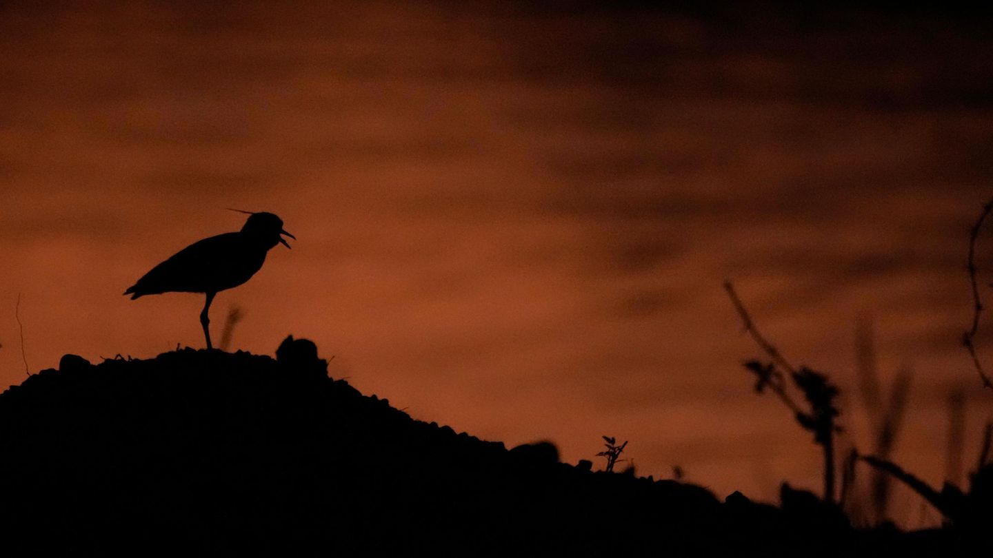 Ein Vogel sitzt auf einem Hügel, während der Hintergrund im Flammenmeer leuchtet