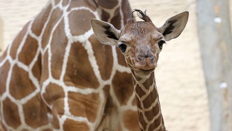 Im Karlsruher Zoo wurde erstmals seit 2015 wieder ein Giraffenbaby geboren. Foto: Timo Deible/Zoo Karlsruhe/dpa