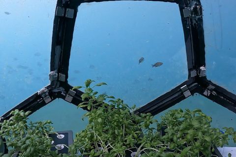 10 Meter unter der Meeresoberfläche werden an der Küste Italiens Pflanzen in Taucherglocken angebaut. Dort können Salate und Früchte auch ohne Pestizide gedeien.