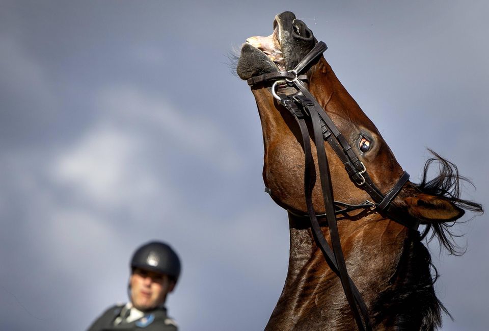 Ein Pferd bäumt sich auf