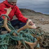 Nachhaltigkeit: Ein Polarfuchs beobachtet, wie Helfer die Reste toter Rentiere aus einem Fischernetz befreien