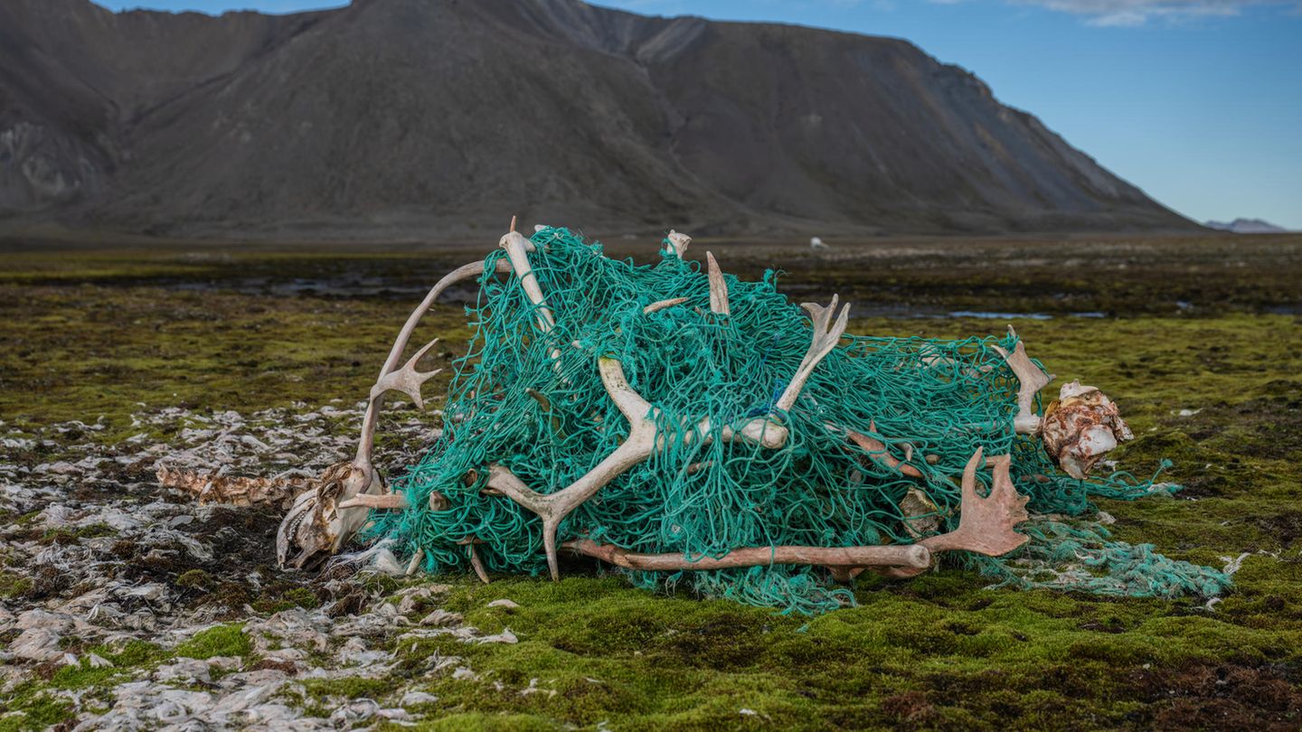 Nachhaltigkeit: Ein Netz am Strand mit Geweihen toter Rentiere
