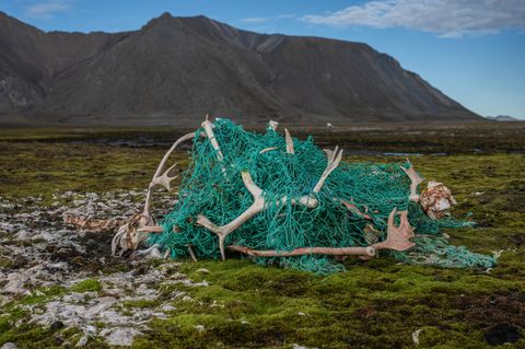 Nachhaltigkeit: Ein Netz am Strand mit Geweihen toter Rentiere