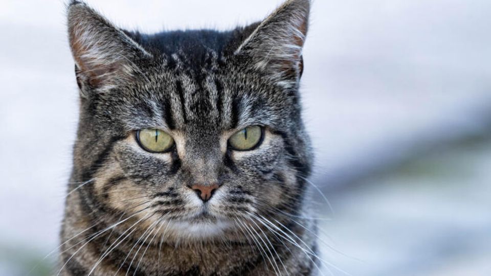 Katze stirbt mit 33 Vielleicht älteste Katze der Welt ist tot STERN.de
