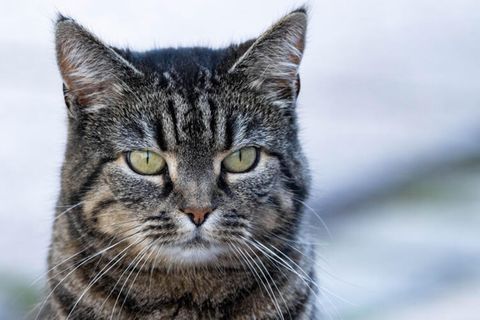 Katze Symbolbild