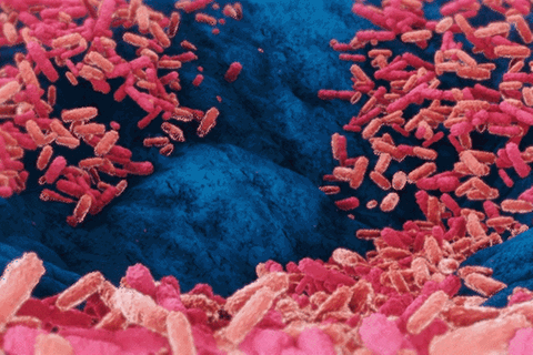Antibiotikaresistente Keime Symbolbild