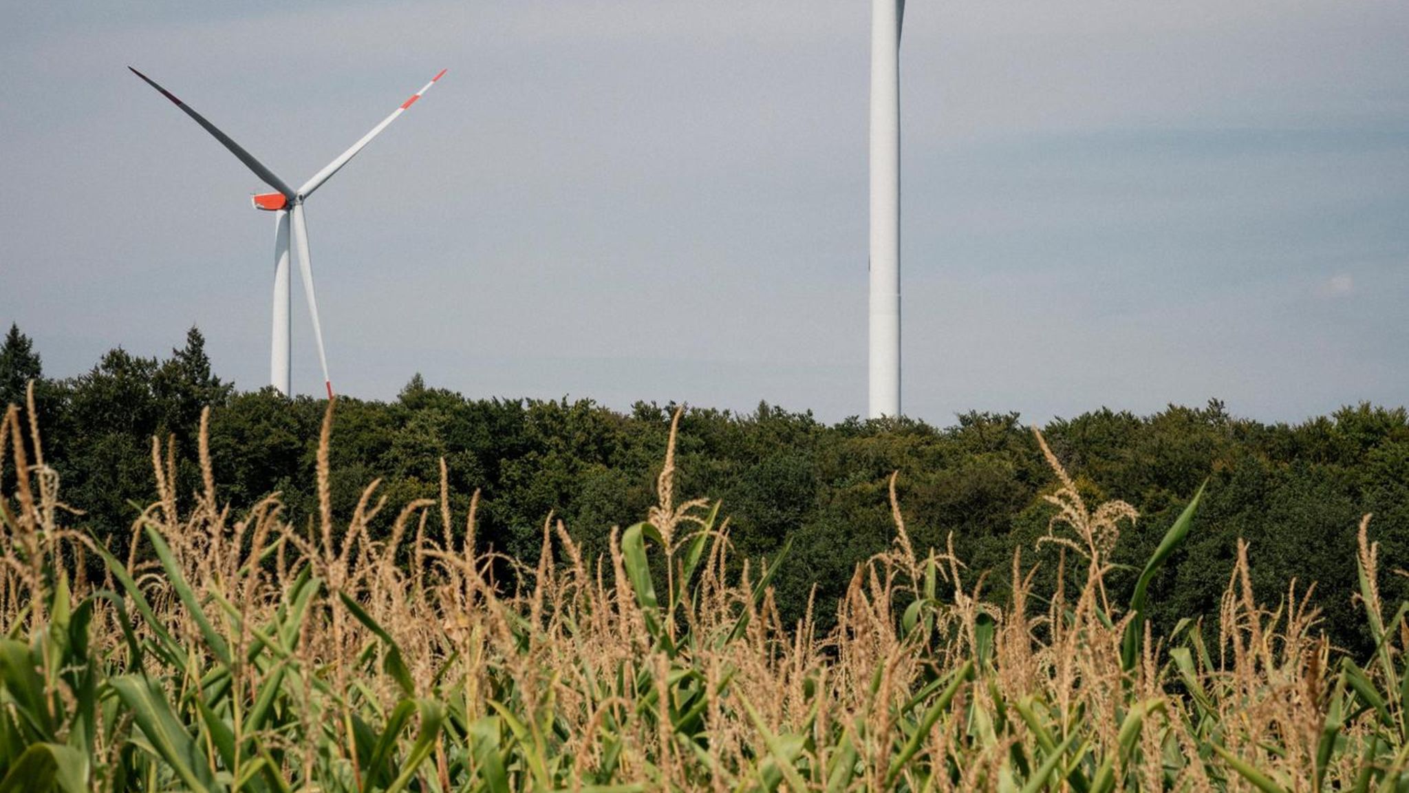 Zwei Windräder hinter einem Feld
