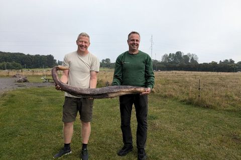 Zwei Bornholmer Naturführer zeigen den seltenen Fund, einen Walpenis