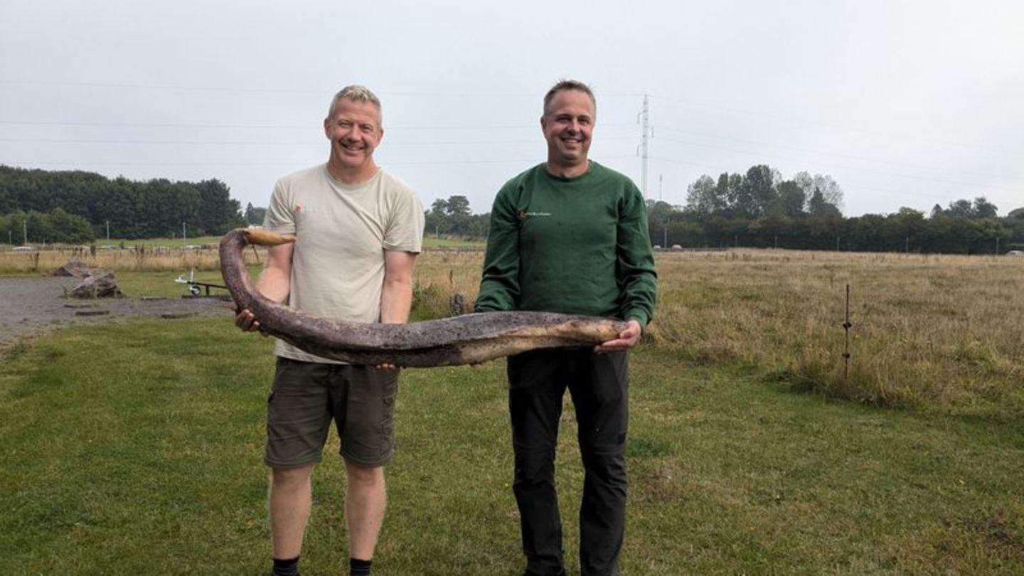 Zwei Bornholmer Naturführer zeigen den seltenen Fund, einen Walpenis