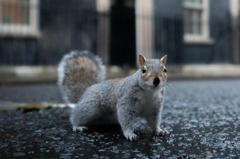 Das nordamerikanische Grauhörnchen ist deutlich größer als das europäische Eichhörnchen