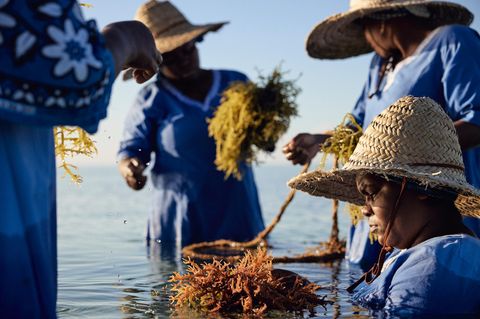 Nachhaltigkeit Sansibar Algen im Wasser