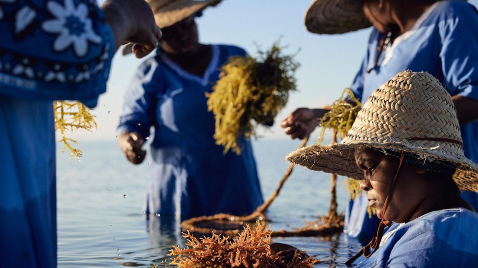 Nachhaltigkeit Sansibar Algen im Wasser