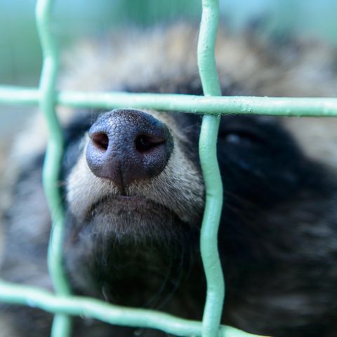 Zum Ursprung der Coronapandemie: Marderhund im Käfig