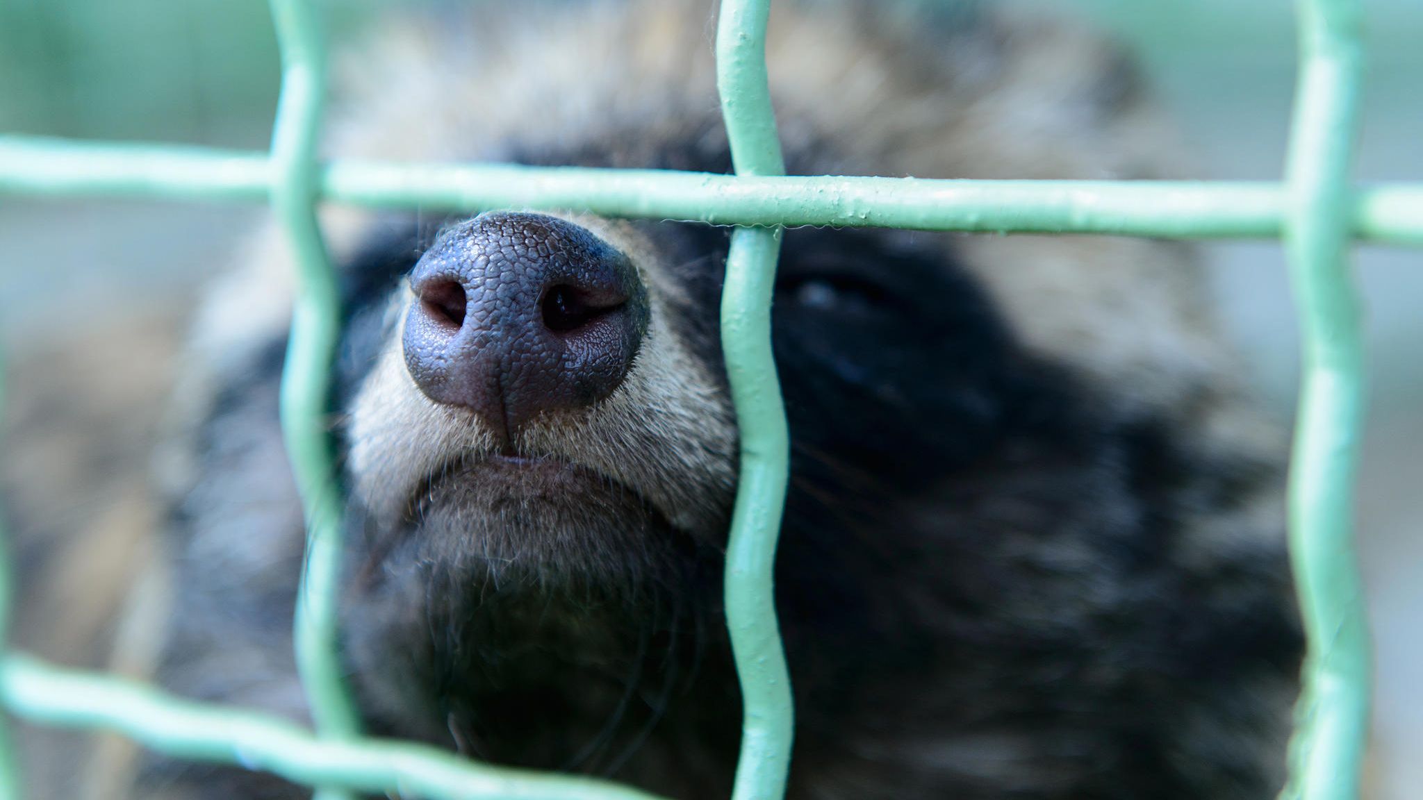 Zum Ursprung der Coronapandemie: Marderhund im Käfig