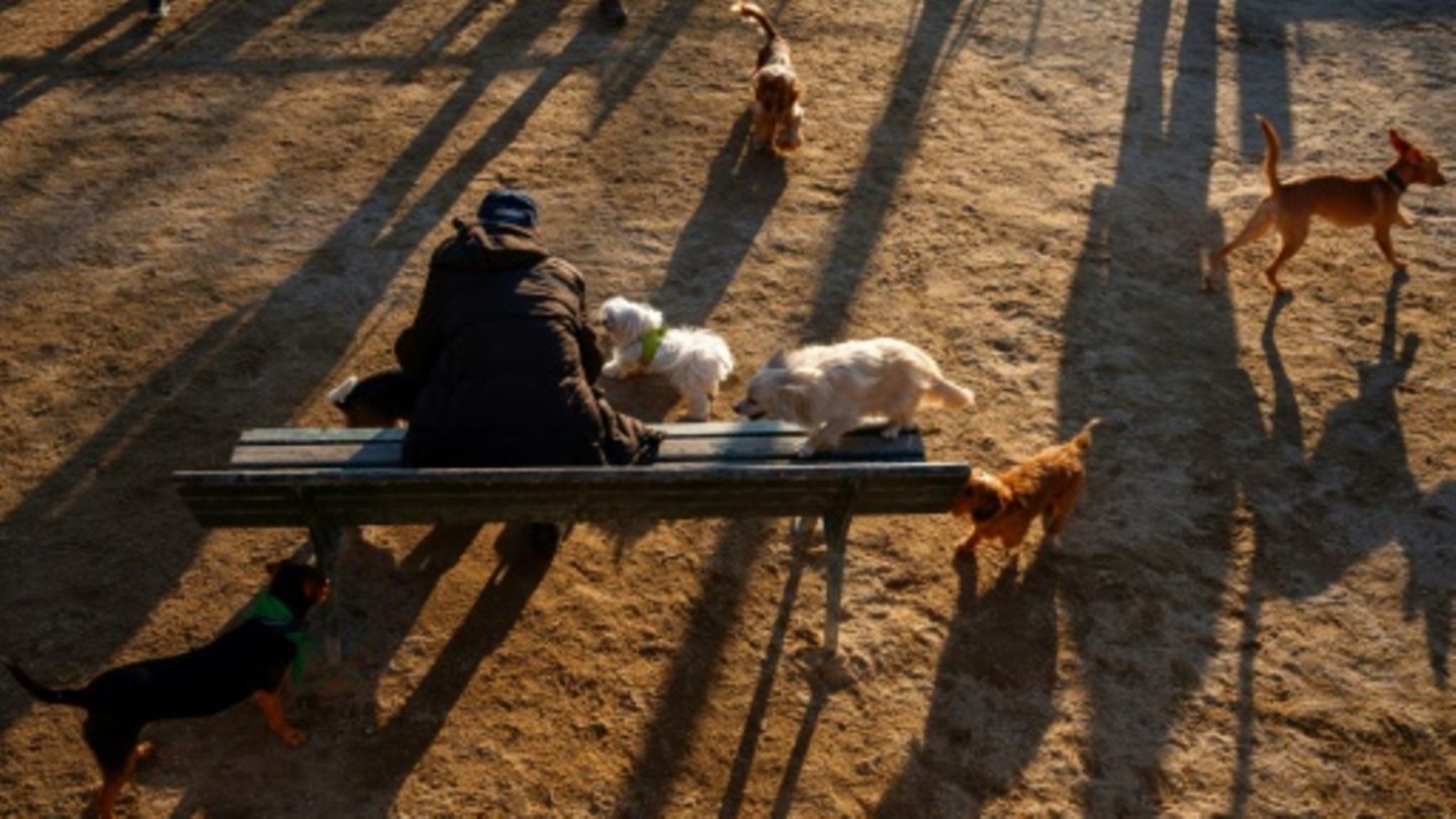Hunde in Park in Paris