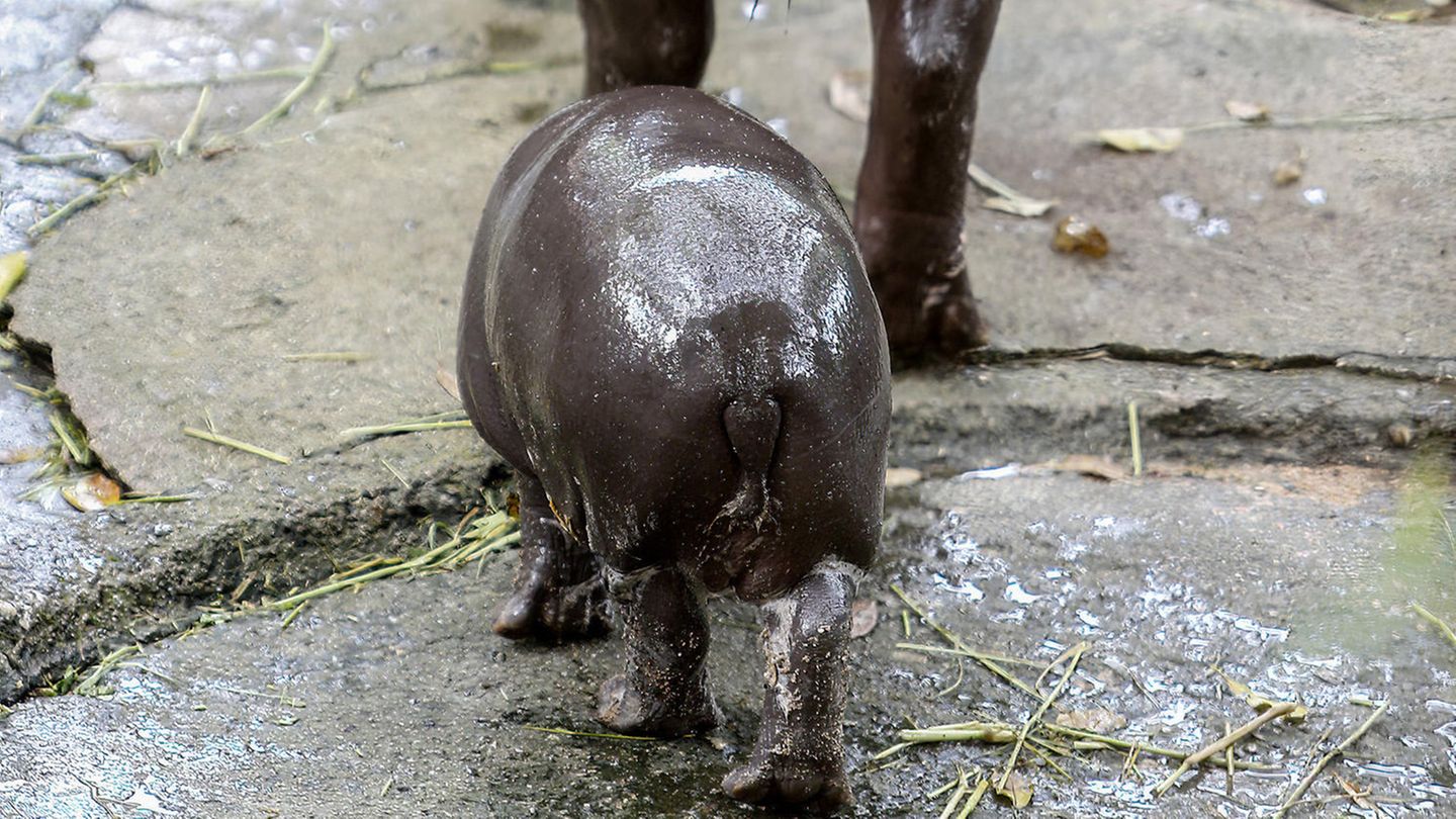 Nilpferd-Baby Moo Deng trottet hinter Mama her