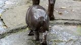 Nilpferd-Baby Moo Deng trottet hinter Mama her