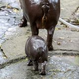 Nilpferd-Baby Moo Deng trottet hinter Mama her