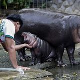 Nilpferd-Baby Moo Deng wird gegrault