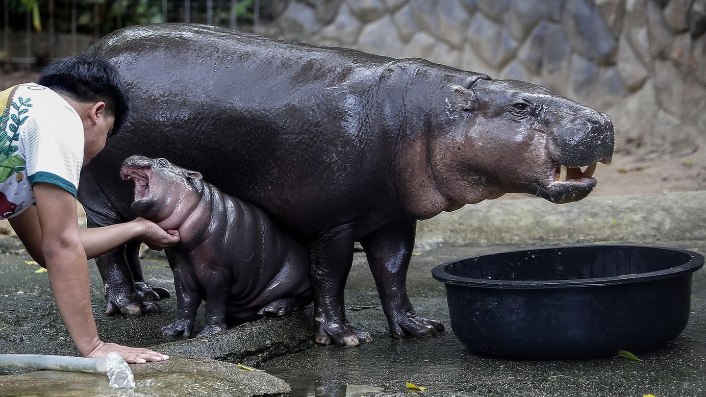 Nilpferd-Baby Moo Deng wird gegrault