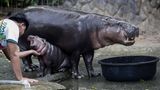 Nilpferd-Baby Moo Deng wird gegrault